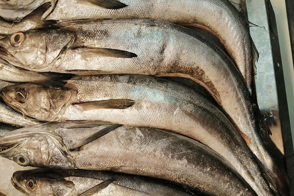 torna-pesce-in-piazza:-promuove-la-cultura-del-nostro-pescato