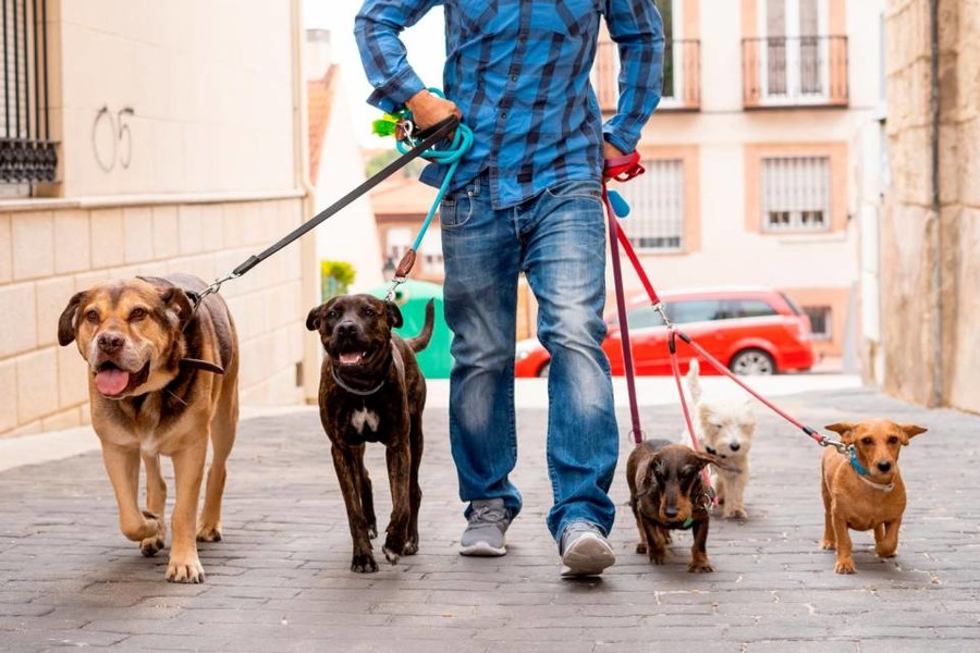 albo-dei-“dog-sitter”:-online-il-modulo-di-iscrizione-all