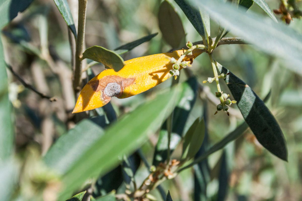 xylella:-a-lecce-la-produzione-dell