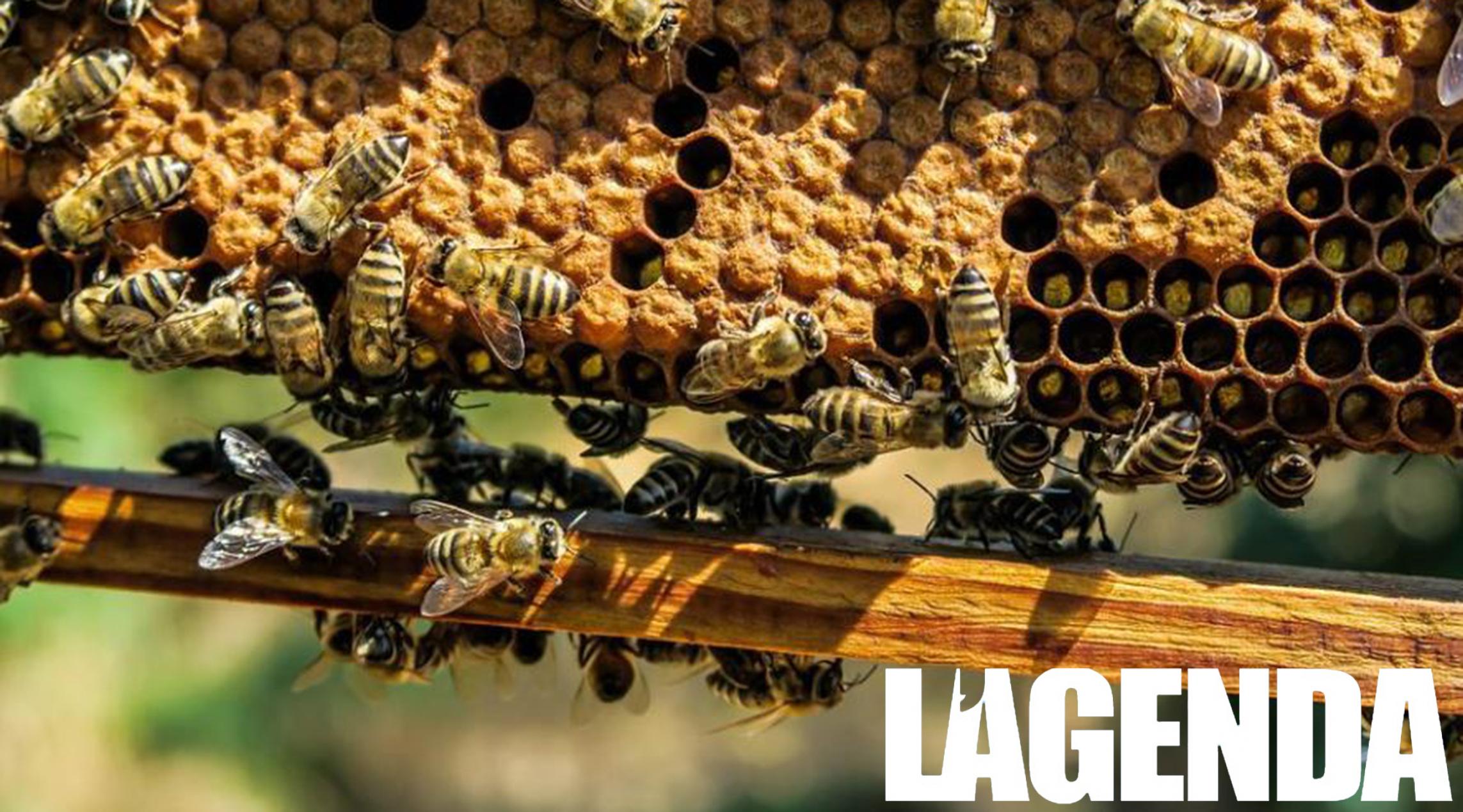 apicoltura-piemonte:-aperto-il-primo-bando-regionale-2023