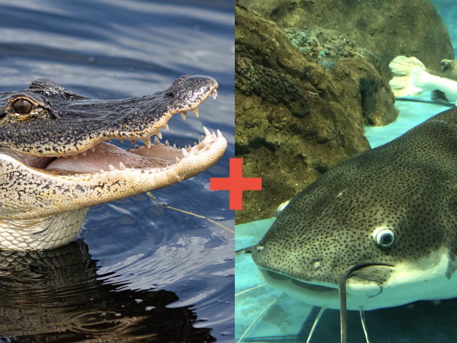 scientists-are-modifying-catfish-with-alligator-dna-to-create-hybrids-for-human-consumption