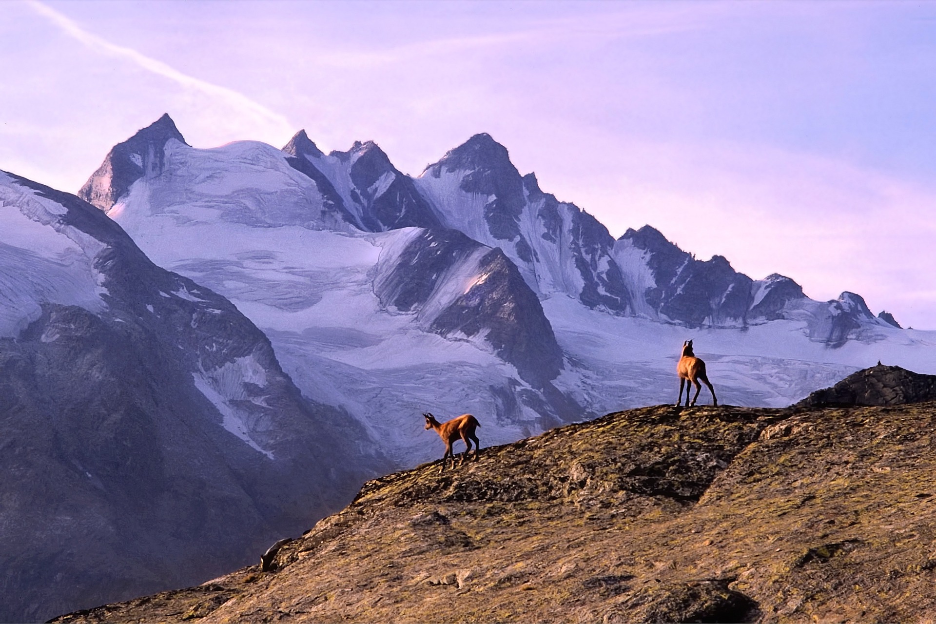 parco-gran-paradiso-per-la-giunta-cirio-lo-stallo-e-colpa-del-governo-e-del-ministro-pichetto-fratin-confusione-ed-inconcludenza-azzoppano-il-parco.-–-pd-piemonte