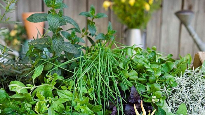 “balconi-fioriti”-con-la-primavera-ormai-alle-porte,-in-burcina-c'e-il-primo-workshop-pratico-della-green-school-–-bi.t-quotidiano-|-notizie-dal-biellese