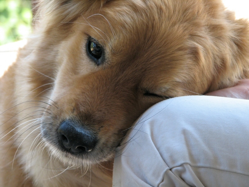 anche-i-cani-possono-visitare-l'amico-in-ospedale-al-regina-margherita-di-torino:-l'esperienza-della-pet-therapy-–-quotidiano-piemontese