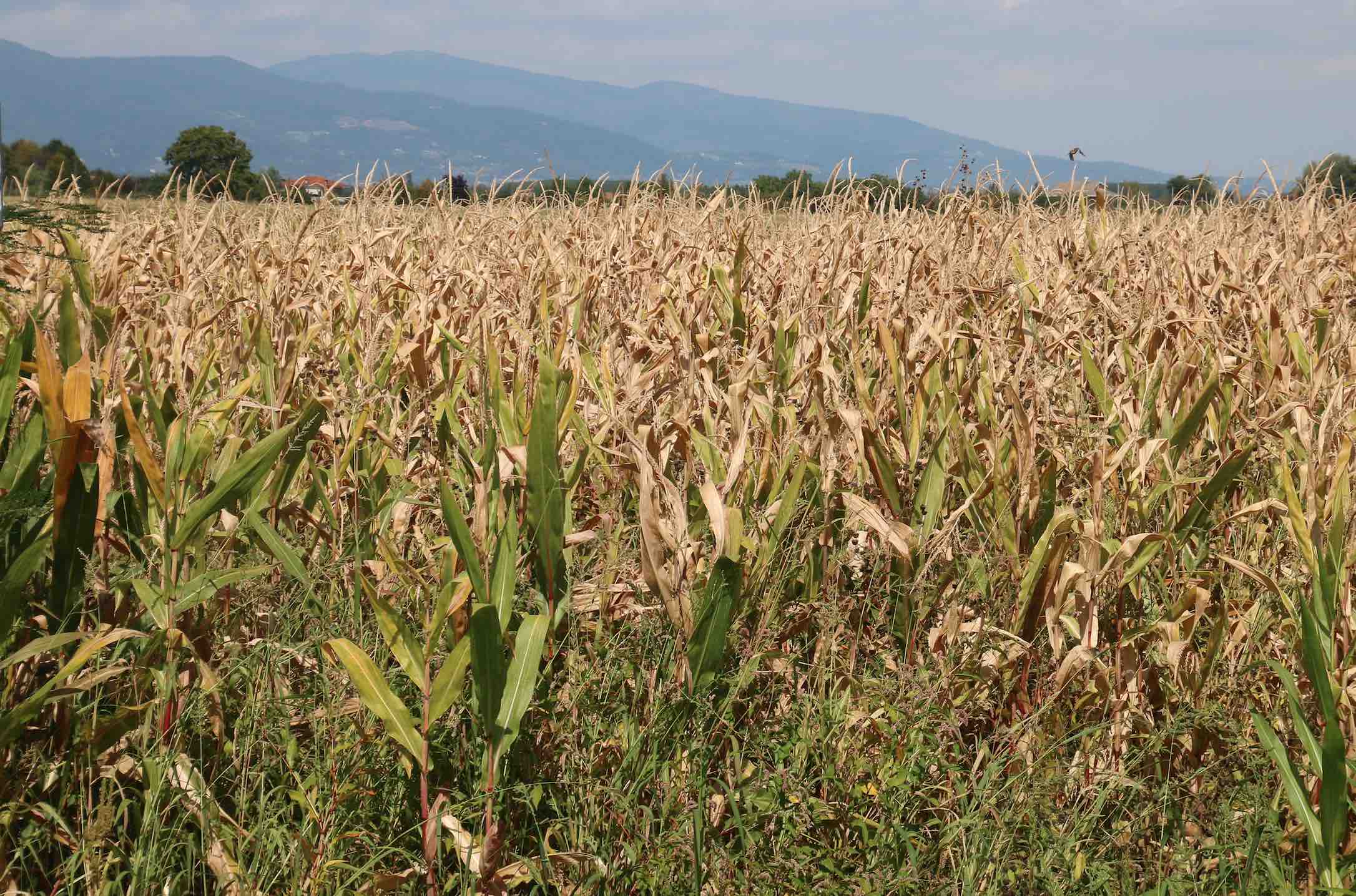 siccita:-come-si-stanno-muovendo-le-aziende-agricole?