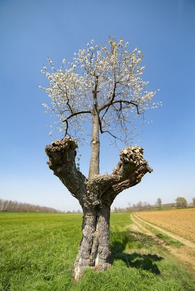 bi-alberi-in-fiore-a-ceresole-d’alba-e-bubbio