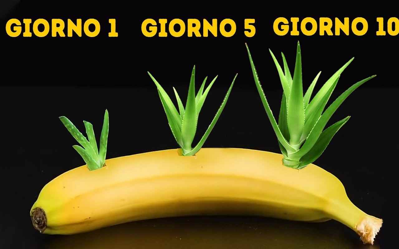 vuoi-coltivare-una-pianta-di-limoni?-inserisci-dei-semi-in-una-banana:-incredibile-–-giornal.it