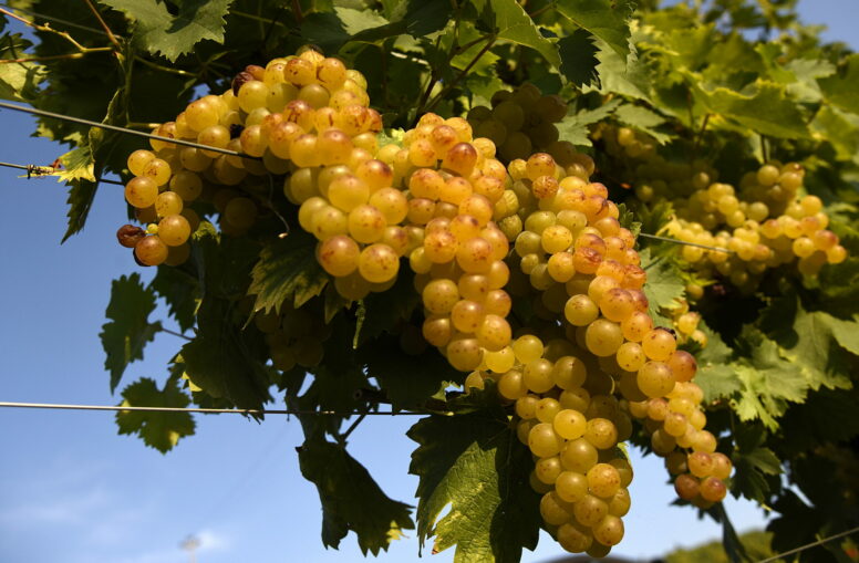 moscato:-da-giovedi-6-debutta-la-docg-canelli